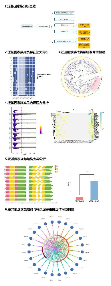 泛基因家族分析实操-组学大讲堂DK73